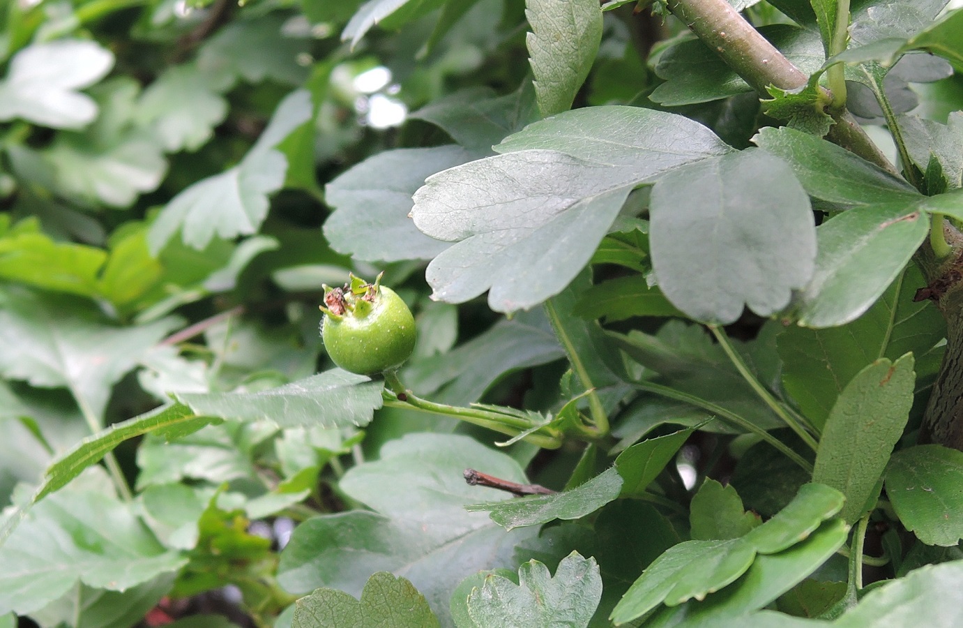 Изображение особи Crataegus &times; media.