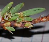 Polygonum maritimum