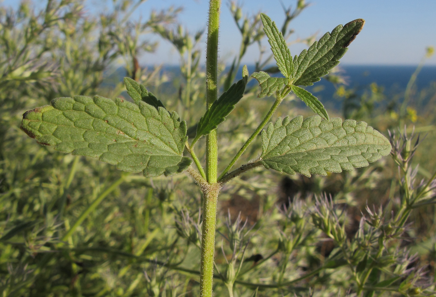 Изображение особи Nepeta parviflora.