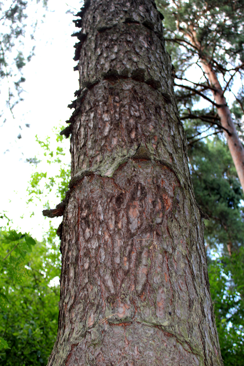 Image of Pinus sylvestris specimen.