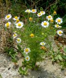 Anthemis cotula