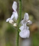 род Stachys