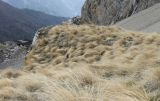 Festuca woronowii. Луг пестроовсяничник на скальном останце среди осыпей южного склона массива Кариухох. На дальнем плане долина реки Ардон. Республика Северная Осетия-Алания, Скалистый хребет, массив Кариухох, 2750 м н.у.м. 14.05.2017.