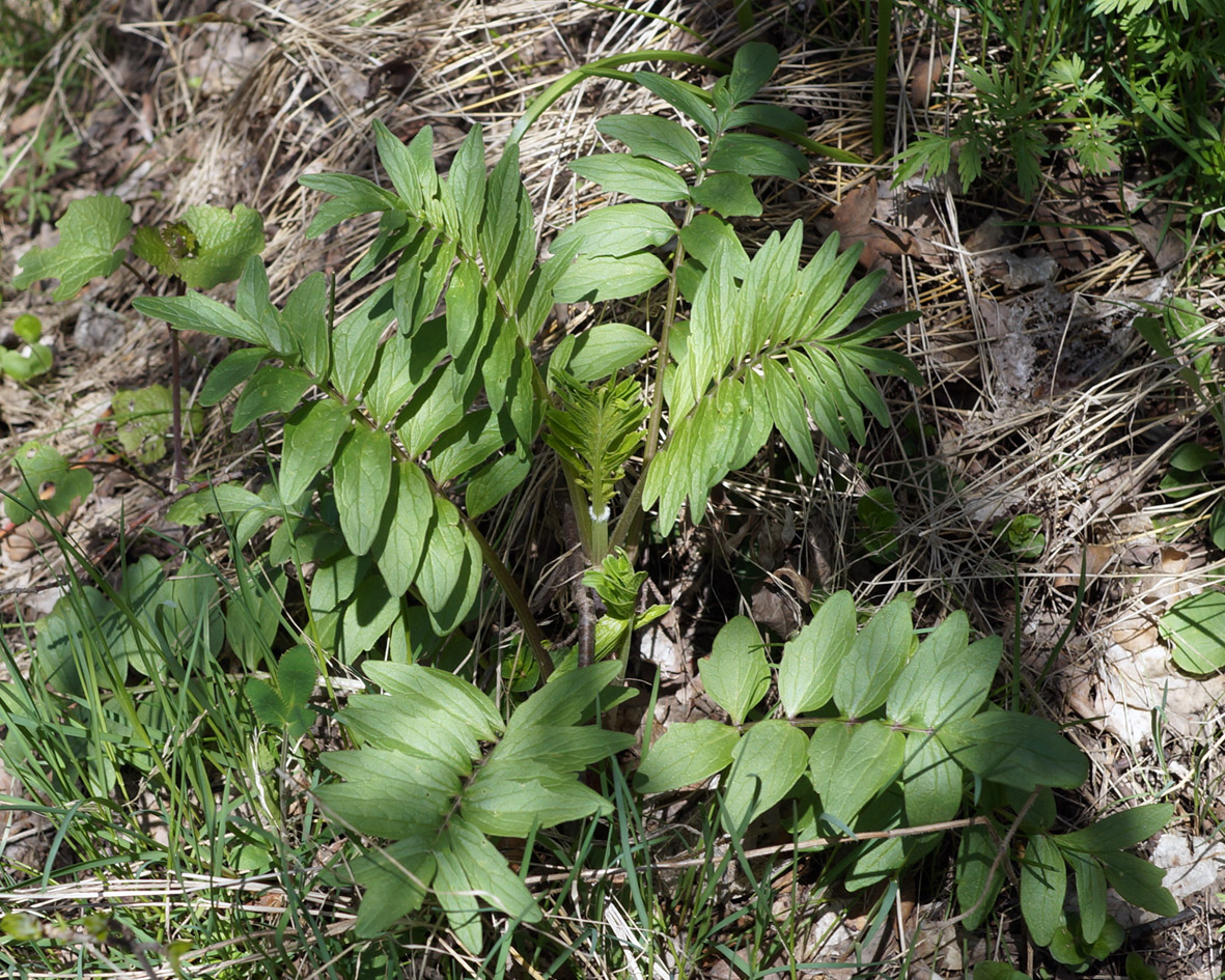 Изображение особи род Valeriana.