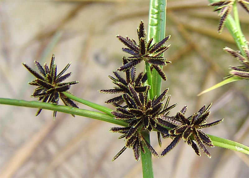 Изображение особи Cyperus fuscus.