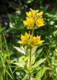 Lysimachia verticillaris