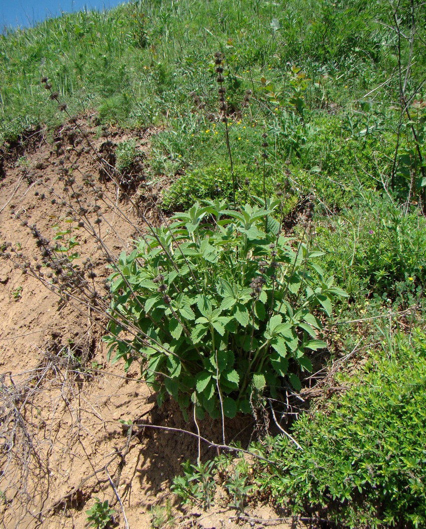 Изображение особи Marrubium peregrinum.