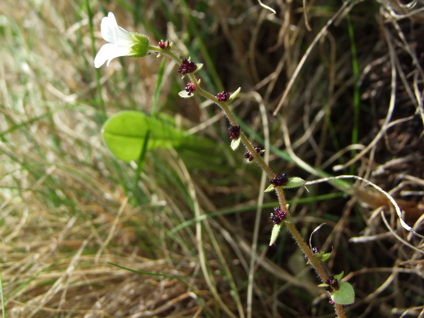 Image of Saxifraga cernua specimen.