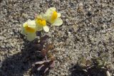 Linaria japonica