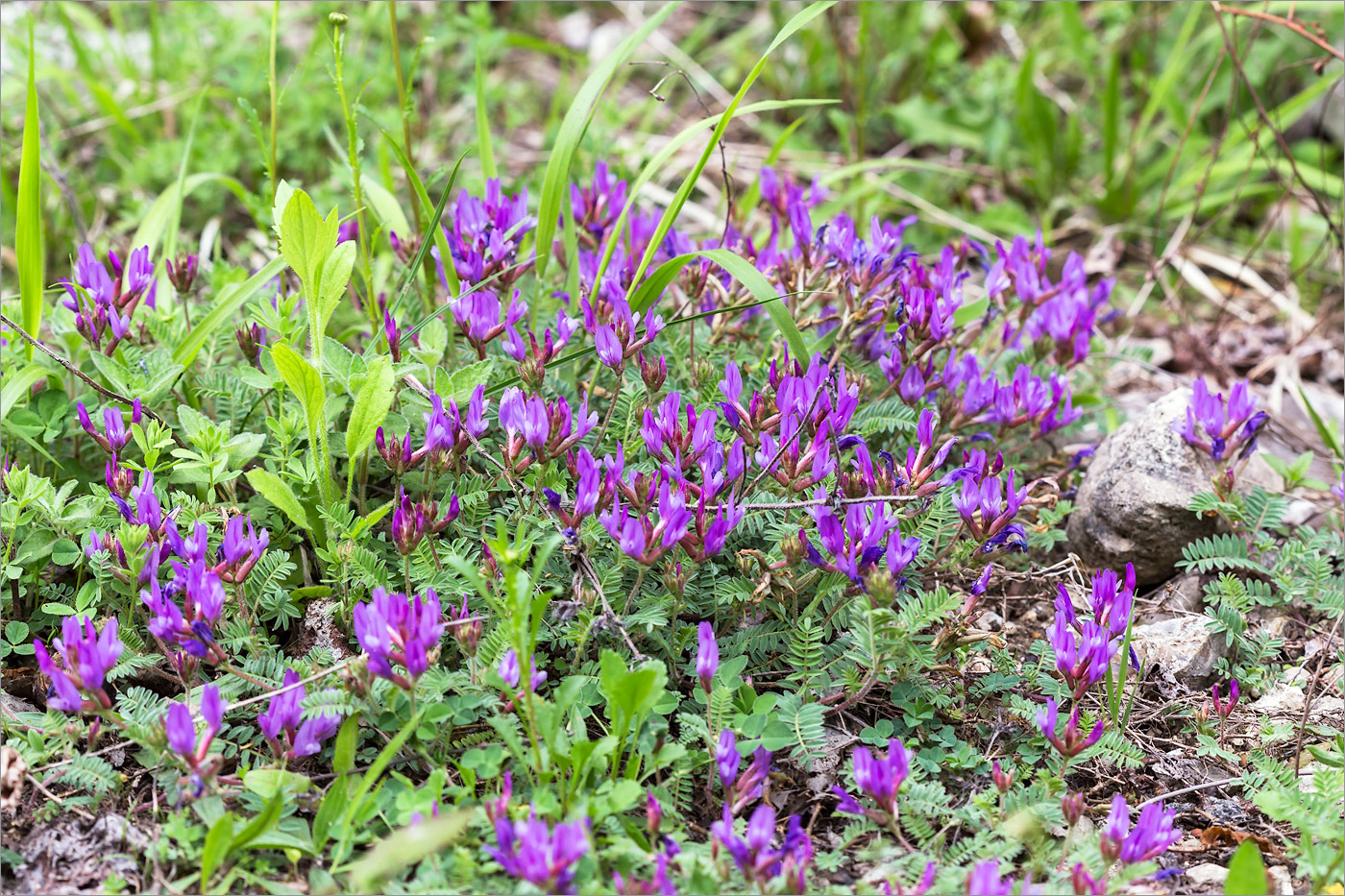 Изображение особи Astragalus humifusus.