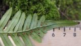 Polypodium vulgare