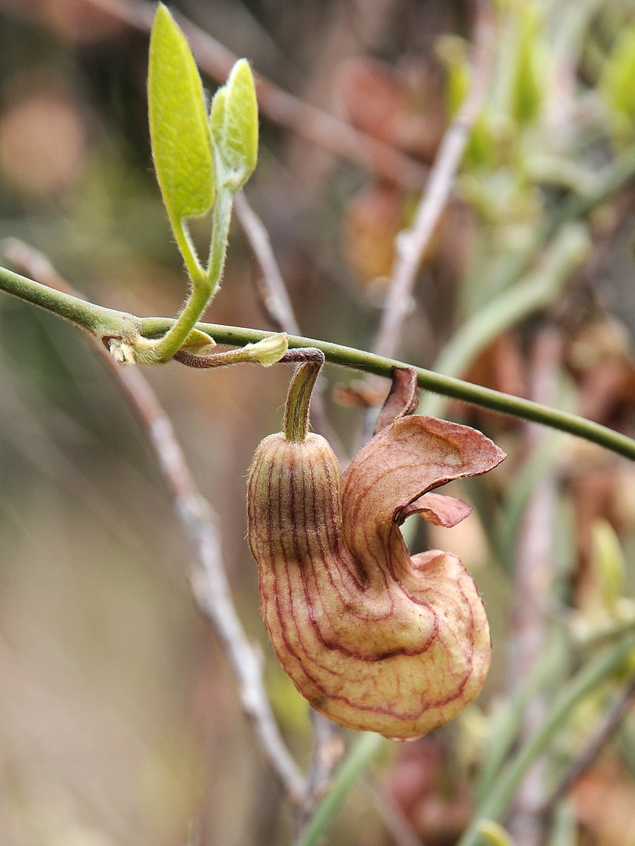 Изображение особи Aristolochia californica.