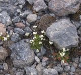 Draba supranivalis. Цветущие растения. Кабардино-Балкария, южный склон Эльбруса, правая морена левого ответвления языка ледника Малый Азау. По вершине этой морены проходит тропа к озеру Малое Азау. Выс. 3190 м н.у.м. 11.07.2008.