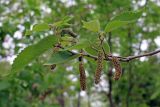 Broussonetia papyrifera