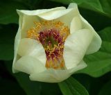 Paeonia macrophylla