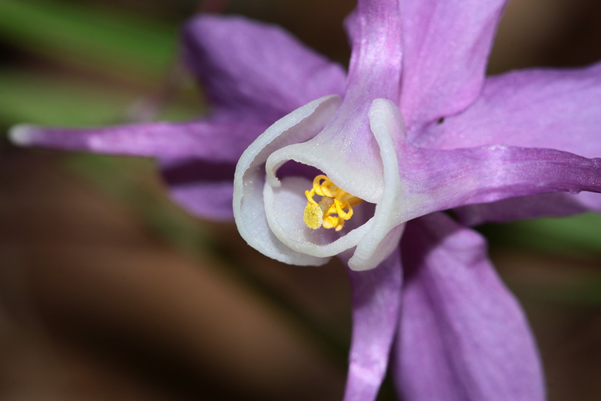 Image of Epimedium macrosepalum specimen.