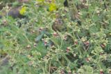 Scrophularia variegata