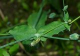 Cerastium davuricum. Листья, основания пазушных побегов и отцветший цветок (вид сверху). Пермский край, Верещагинский р-н, окр. дер. Усть-Сепыч, долина р. Лысьва, заросли на высоком берегу. 7 июля 2018 г.