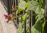 Rubus odoratus. Верхушка побега с соцветием. Пермь, Свердловский р-н, в городском озеленении. 1 августа 2018 г.