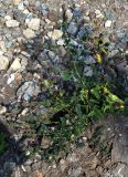 Atriplex prostrata. Плодоносящее растение (рядом с Bidens tripartita). Московская обл., Серпуховский р-н, окр. платф. Шарапова Охота, полоса отчуждения ж. д. 06.09.2018.