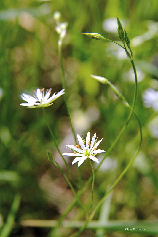 Изображение особи Stellaria graminea.