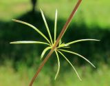 Galium verum