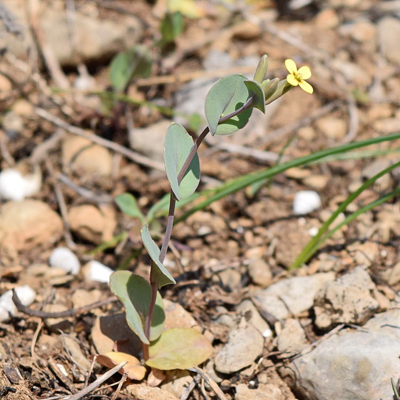 Изображение особи Conringia clavata.