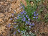 Veronica capsellicarpa. Цветущие растения. Астраханская обл., Богдинско-Баскунчакский заповедник, гора Большое Богдо, сухая степь. 01.05.2019.