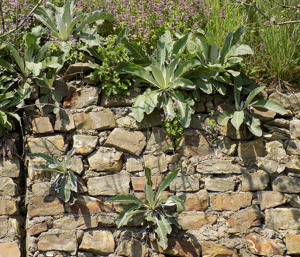 Изображение особи Verbascum gnaphalodes.