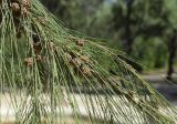 Casuarina equisetifolia. Часть ветви с соплодиями. Испания, автономное сообщество Каталония, г. Барселона, городской парк Монтжуик, площадка перед спуском с ул. Av. de l’Estadi (напротив водн. компл. Piscines Bernat Picornell) к Нац. музею искусства Каталонии (Museu Nacional d’Art de Catalunya) по ул. Av. dels Montanyans, в культуре. 03.09.2019.