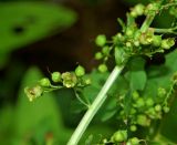 Scrophularia umbrosa