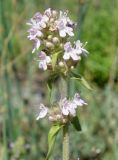 Thymus marschallianus. Соцветие. Кыргызстан, Чуйская обл., окр. г. Бишкек восточнее с. Орто-Сай, предгорье, лог между холмами. 25.05.2019.