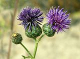 Centaurea adpressa. Побеги с соцветиями. Кыргызстан, Иссык-Кульская обл., восточная окр. с. Бостери, территория Киргизского Взморья. 21.07.2015.