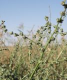 Atriplex intracontinentalis. Верхушка плодоносящего растения. Север Кубани, обочина дороги в пойме реки Ея. 05.09.2010.