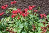 Monarda didyma. Верхушки цветущих растений. Беларусь, г. Минск, клумба у многоэтажного дома. 05.08.2018.