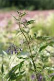 Solanum dulcamara