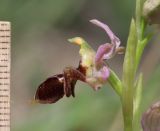 Ophrys × aghemanii. Цветок (гибрид Ophrys mammosa subsp. caucasica Woronow ex Grossh. и Ophrys oestrifera M. Bieb.). Краснодарский край, м/о город-курорт Анапа, окр. с. Большой Утриш, можжевеловый лес. 3 мая 2021 г.