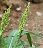 Echinochloa crus-galli