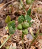 Medicago turbinata. Верхушка побега с соплодием. Израиль, Нижняя Галилея, г. Верхний Назарет, пустырь. 24.04.2022.