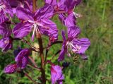 Chamaenerion angustifolium