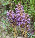 Phelipanche arenaria. Цветущие растения (паразитируют на Artemisia arenaria). Краснодарский край, м/о Анапа, пос. Витязево, в р-не пересечения ул. Скифской и Санаторного проезда, дюна. 16.06.2021.