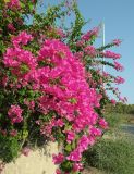 Bougainvillea glabra