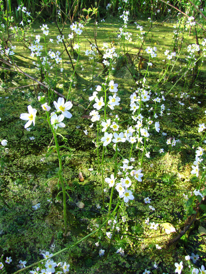 Изображение особи Hottonia palustris.