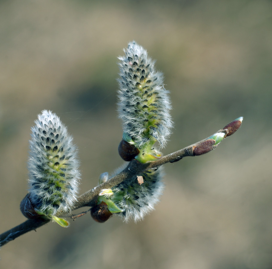 Изображение особи Salix caprea.