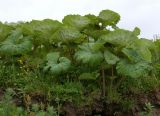 Petasites amplus