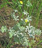 Potentilla impolita. Цветущее растение. Нижегородская обл., Кстовский р-н, пойма р. Кудьма, край пашни. 14.07.2011.