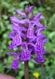 Dactylorhiza majalis. Соцветие. Украина, Ивано-Франковская обл., Надворнянский р-н, южнее с. Быстрица, у ручья. 21 июня 2011 г.