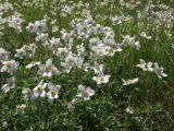 Anemone sylvestris