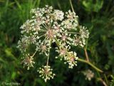 Thyselium palustre. Соцветие. Украина, Волынская обл., Ратновский р-н, с. Пески-Речицкие, берег р. Припять возле оз. Стрибуж, опушка ольшаника. 26 июля 2012 г.