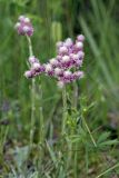 Antennaria dioica